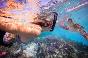 snorkeling Safari